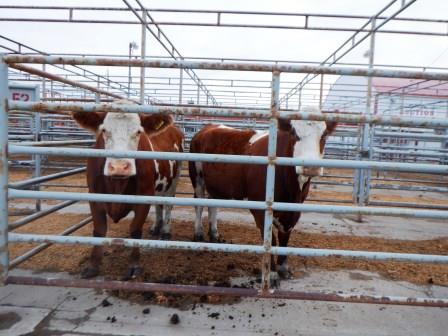  two grandmother cows